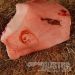 Picture of BOSTON BUTT FROM THE GLORIUS PIG