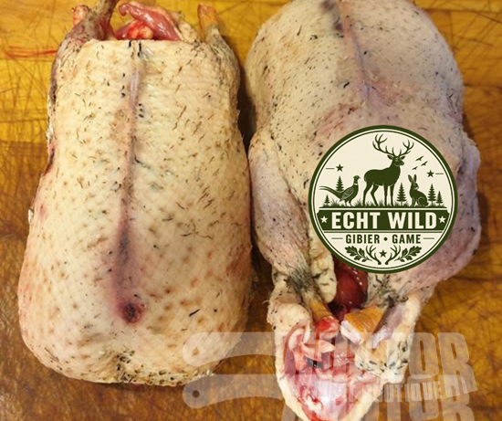 Picture of Wild duck