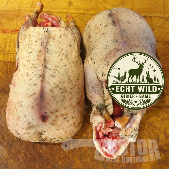 Picture of Wild duck